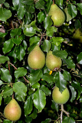Birne,  Pyrus communis,  Birnenfrüchte  am Baum