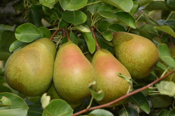Birne,  Pyrus communis,  Birnenfrüchte  am Baum