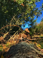 Close Up Of Leaves On A Log