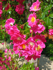 Pinkfarbene blühenden Kletterrosen im Sommer