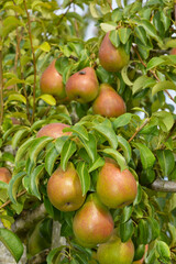 Birne,  Pyrus communis,  Birnenfrüchte  am Baum