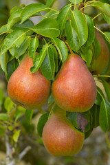 Birne,  Pyrus communis,  Birnenfrüchte  am Baum