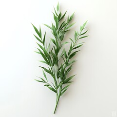 Obraz premium Beautiful vibrant green bamboo branch isolated on a clean white background for design use and decoration.
