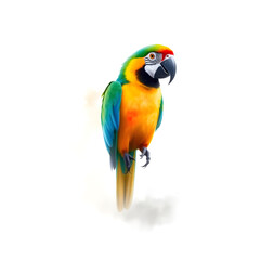 Fototapeta premium Macaw bird water color image art collection.