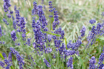  Lavendel,  Lavandula angustifolia