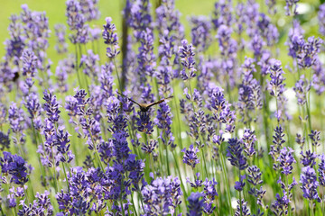  Lavendel,  Lavandula angustifolia