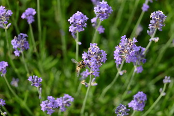  Lavendel,  Lavandula angustifolia