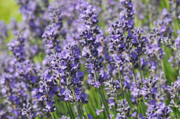  Lavendel,  Lavandula angustifolia