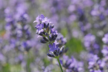  Lavendel,  Lavandula angustifolia