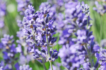  Lavendel,  Lavandula angustifolia