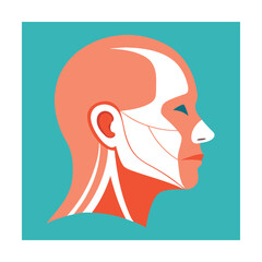 Head muscles profile