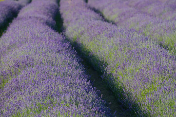  Lavendel,  Lavandula angustifolia