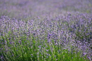  Lavendel,  Lavandula angustifolia