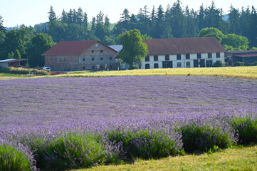 Lavendel,  Lavandula angustifolia