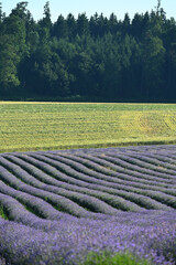  Lavendel,  Lavandula angustifolia