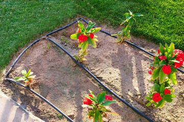 Flowers planted on lawn being watered by drip irrigation in spaces between rows with drip...