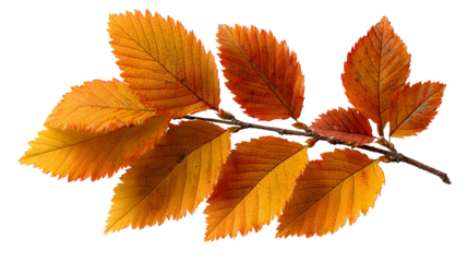 A leaf is shown with a white background