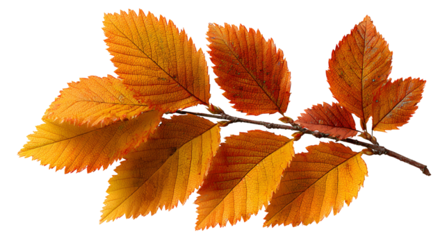 A leaf is shown with a white background