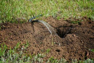A close-up of a garden hose pouring water into a freshly dug hole on a grassy lawn, hydrating soil in preparation for planting trees or seedlings. Photo