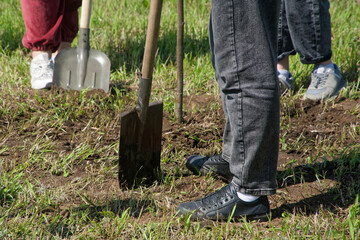 Three people stand on grass-covered soil in a park, pressing metal shovels into dark earth to dig planting holes and prepare beds for young plants and seedlings. Photo