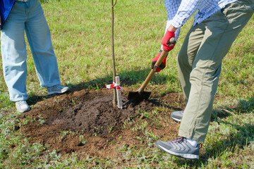A gardener uses a shovel to dig a hole around a young tree sapling on a grassy lawn, preparing the soil for planting in a sunny park setting. Photo