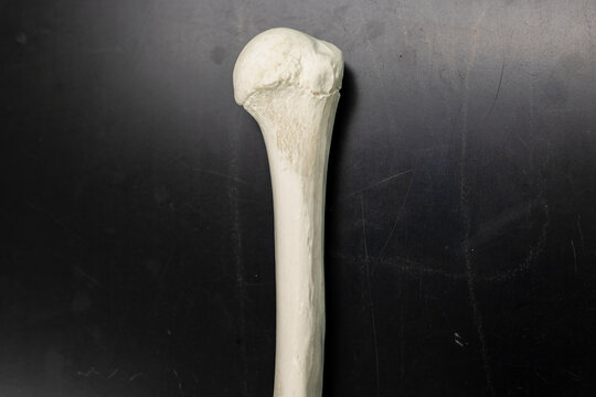 Humerus Bone Proximal End Anatomy