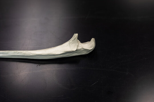 Ulna Bone Model Close-Up of Olecranon