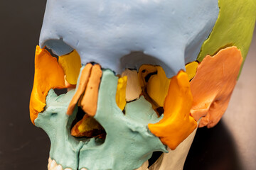Detailed close up of facial bones on colored skull model © DrWD40