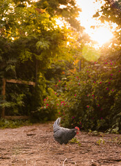 Chicken at golden hour sunset