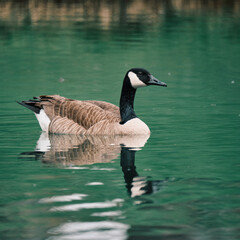 canada goose swimming