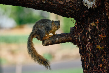 Squirrel on a tree after a heavy rain