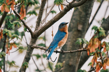Bluebird standing on a maple tree