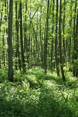 Farn in einem Wald