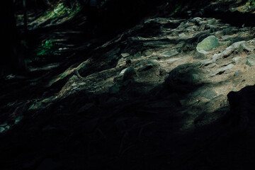 Light and shadow play on a forest trail with rocky terrain and exposed roots in the late afternoon