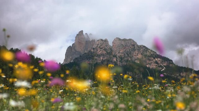 Alpine meadow with flowers in the foreground and mountains in the background, dolomites and meadow flowers of bright colors, wind shaking flowers