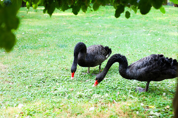 Two black swans feeding on green grass in a tranquil park setting on a sunny day
