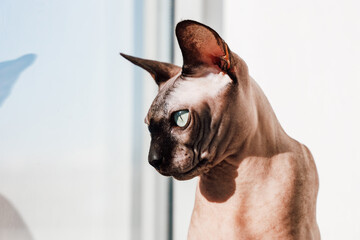 Sphynx cat enjoying sunlight by the window during a calm afternoon