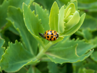 Vibrant Yellow and Black Spotted Ladybug on Bright Green Succulent Leaves