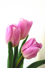 Beautiful pink tulips in a minimalistic floral arrangement at home