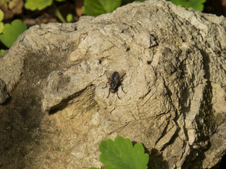 Housefly with Red Eyes Resting on Textured Grey Rock Surface