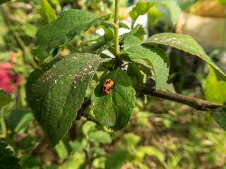 Small Orange and Black Ladybug Resting on a Green Leaf in Sunlight