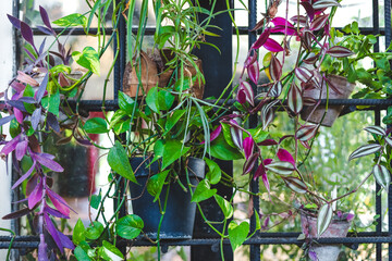 Lush indoor garden features a variety of vibrant plants in hanging pots against a black grid