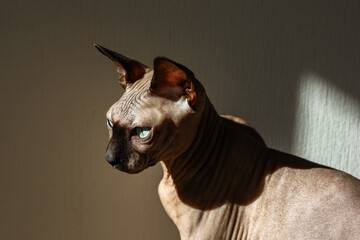 Sphynx cat relaxing in sunlight with striking blue eyes in a cozy indoor setting