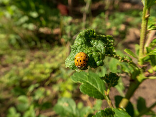 Orange and Black Spotted Ladybug on a Textured Green Leaf in a Garden
