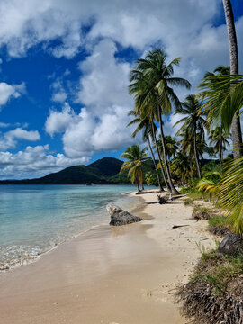 Plage paradisiaque de la Pointe Marin &agrave; cot&eacute; de Sainte-Anne en Martinique avec son eau Turquoise, son sable Blanc, ses palmiers pour le tourisme