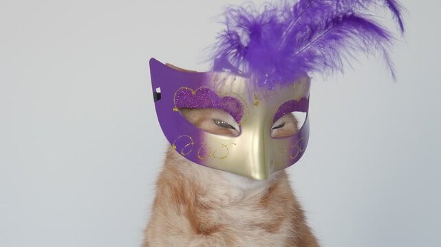 Cat at the carnival. Cute ginger cat in a carnival mask. Mardi Gras