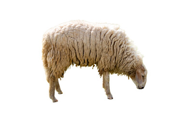 Sheep isolated on white background. Sheep on a white background.