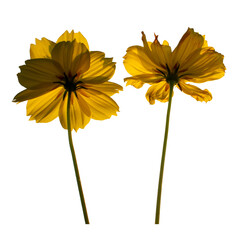 Yellow cosmos flower isolated on white background