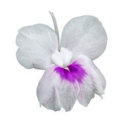 White and purple orchid flower isolated on white background