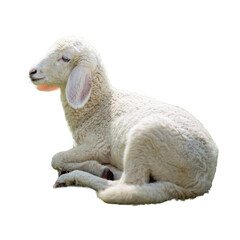 Sheep isolated on white background  and copy space.